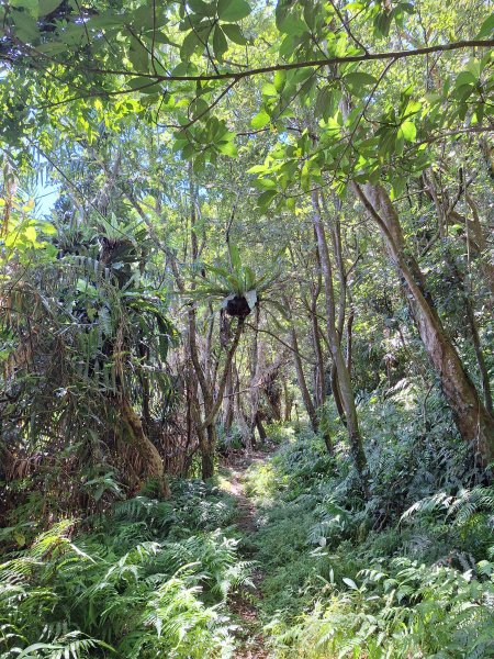 頭城鷹石尖+七兄弟山+外大溪山O形(明山寺起登)202508302876547