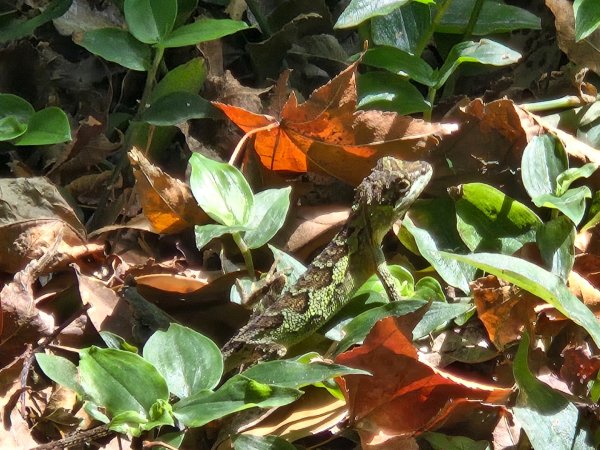 大屯主峰-連峰步道環形（小百岳）2904377