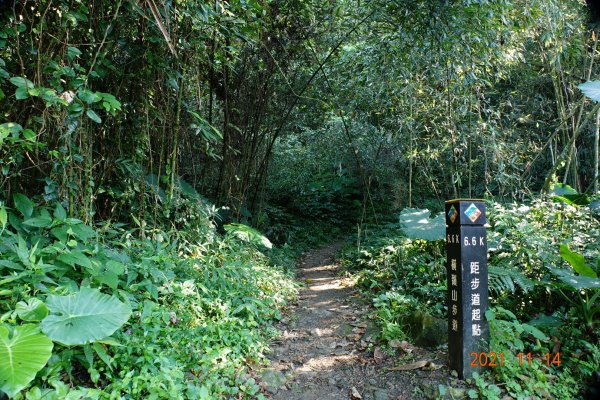 臺中 和平 橫嶺山自然步道、橫嶺山1515011