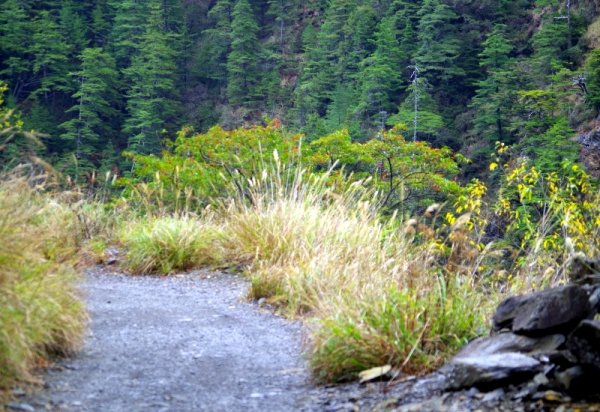 山風15度C吹拂 ~ 合歡溪 步道1551807