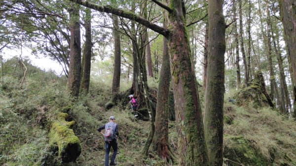 大塔山探勘大塔山最高峰(光頭兄) O繞順走大塔山西峰艱難路線下溪谷 2024年8月11日2569730