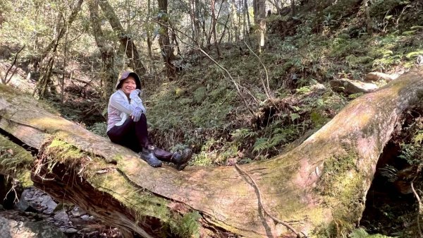 🌈3/14（六）赫威神木群+赫威山✨FB：熊熊趴爬走🌈3015380