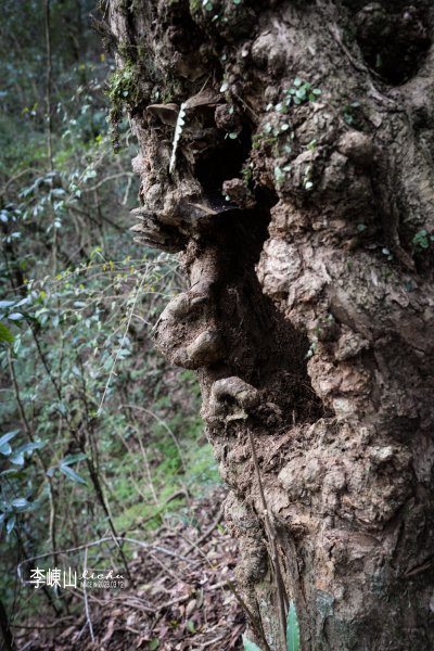 新竹縣尖石鄉~李崠山2154919