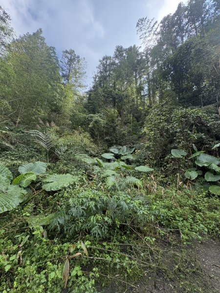 20251122大湖尖山步道(啟登直上第三涼亭)2944510