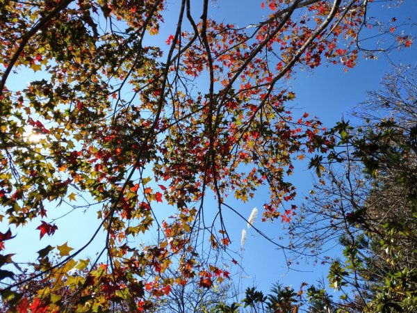 馬那邦山(小百岳#37)登山步道。點點楓紅 2020/12/131425327