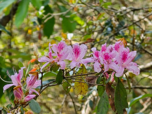 谷關松鶴橋對面的德芙蘭生態步道順登東卯山西南峰2748319