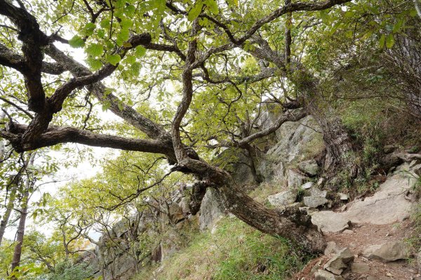 台中 和平 東卯山2674502