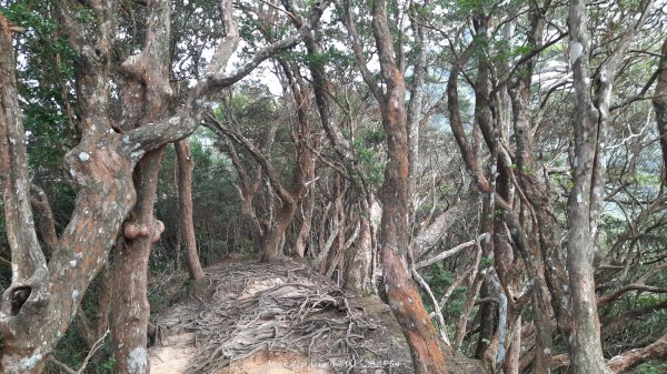 《新竹》斷崖神木｜北得拉曼步道小P繞202510172917535
