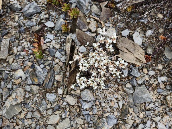 北一段(14/14)高山植物 2025_0906~132887656