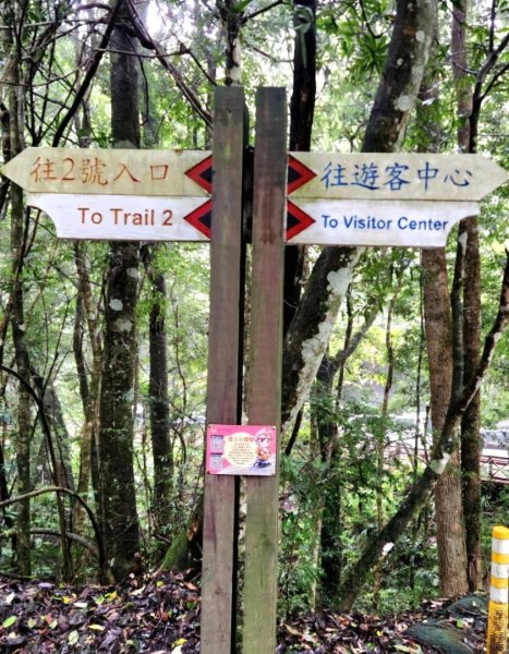 【中級山縱走】觀雪縱走（雪見大板根，仰天神木，北坑山，司馬限林道）2741249