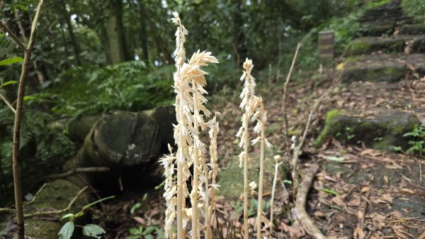 陽明山優質經典步道，興福寮古道，雲霧繚繞的向天池2815628