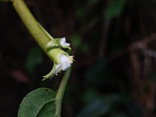 回歸自然的杜仔湖步道上雙子山2677798