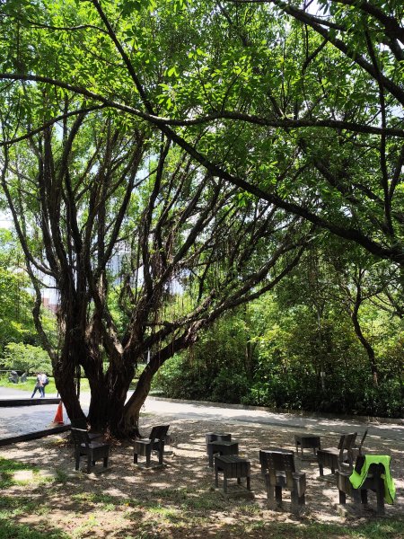 大安森林公園、港墘公園、文德三號公園【走路趣尋寶】【臺北健走趣】2549699