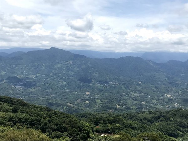 薑麻園桐花步道202006271965418