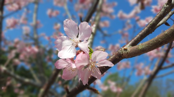 《苗栗》粉紅佳人｜獅潭協雲宮上新石門山新田山八角崠山