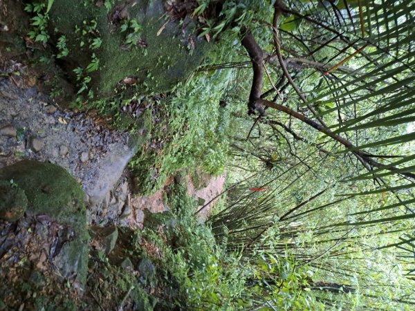新北三貂嶺瀑布群步道3106288