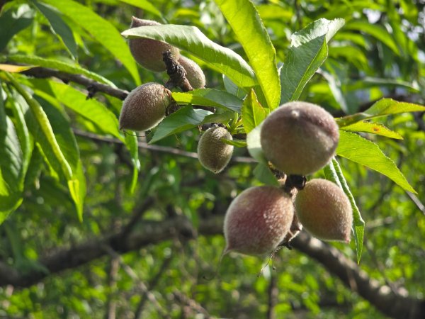 谷關七熊馬崙山2748818