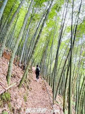 【台中和平】橫嶺山自然步道_木馬古道3095015