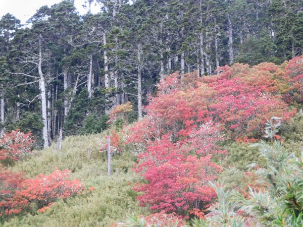 國慶日走雪主東464521