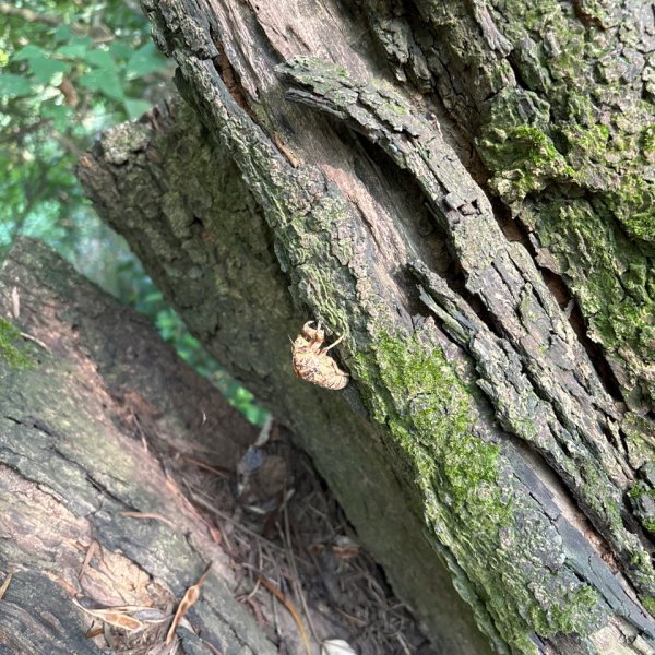 劍潭山+老地方觀機平台2922611