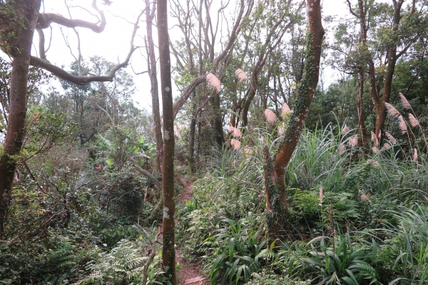 苗栗關刀山（小百岳）80126