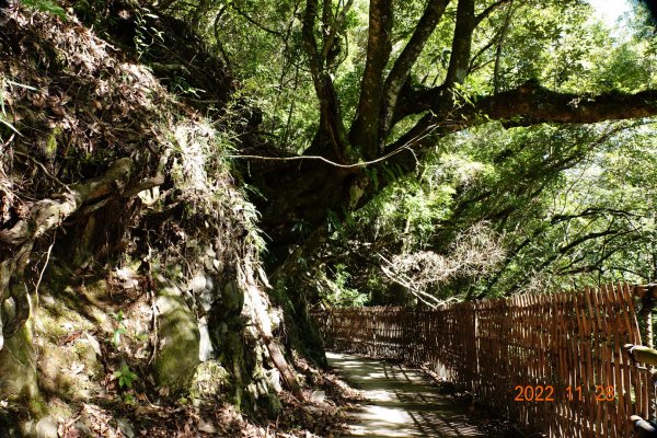 新竹 尖石 司馬庫斯-巨木群步道1932859
