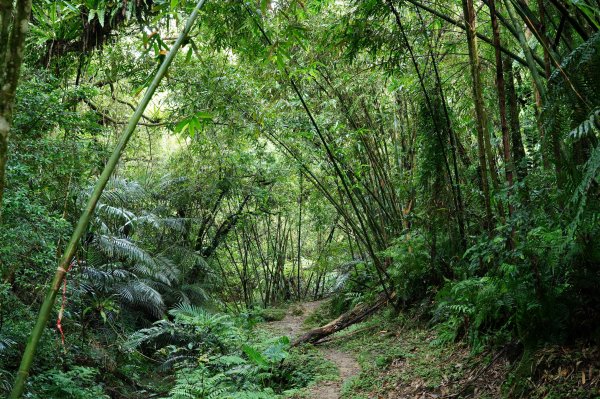 新北 平溪 嶺腳寮山2601052