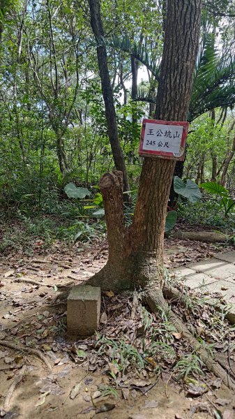 桃園虎頭山3121730