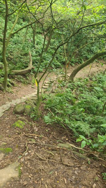 2025-01232淡蘭古道北二段(燦光寮古道到澳底)2696665