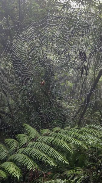 陽明山東西大縱走活動402743