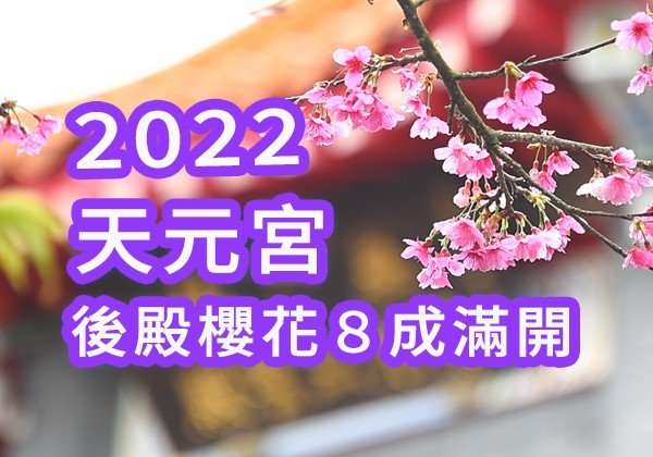 【2022 櫻花特輯 | 天元宮 花況滿開八成以上 | 三色櫻 | 台北櫻花】