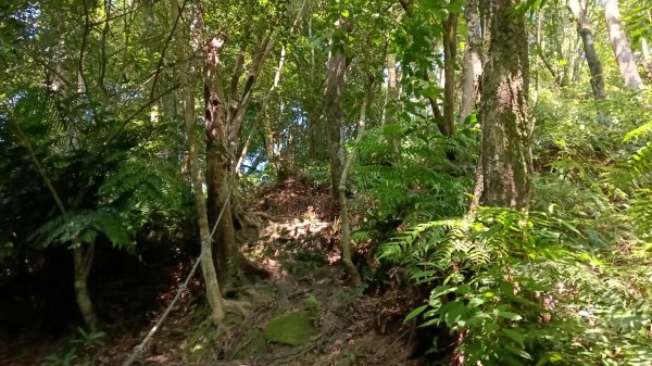 文山區草湳大榕樹-貓空圓山東北峰-貓空圓山-次格中繼站-貓空尖-二格山步道-草湳大榕樹3130197