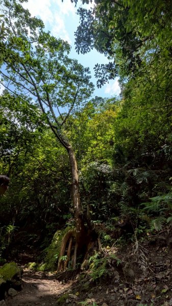 114.04.27草山觀瀑吊橋-紫明溪步道之旅2771765