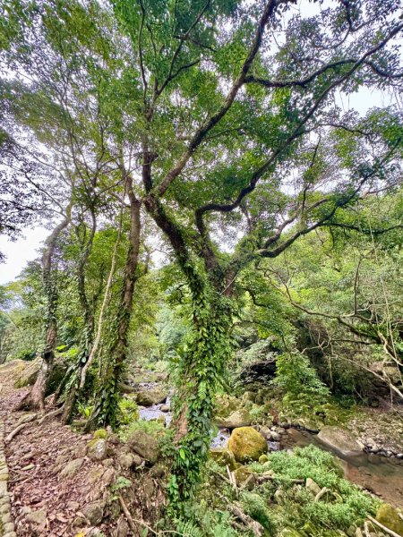 高遶溪古道/羅馬公路2844095