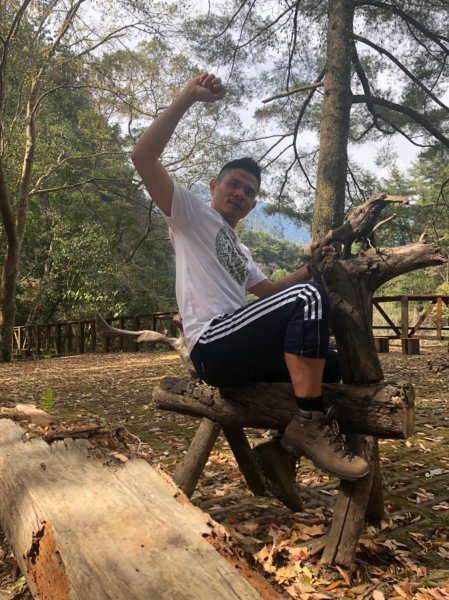 八仙山森林遊樂區【與藍腹鷴漫步在春光裡】531609