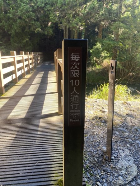 觀霧森林遊樂區（榛山及檜山巨木步道）3060135