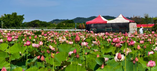 金山清水濕地 5/31 #牡丹蓮 #香水蓮2799971