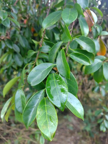 多納六秀 足母山 鬼斧神工一線天 德德山2953032