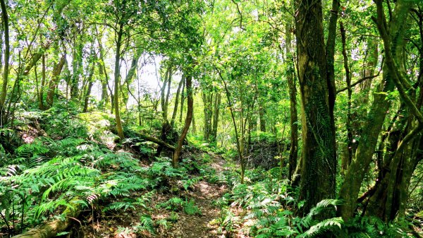 石碇大崙,人頭面山,獅公髻尾山2800420