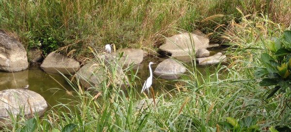 獅潭觀魚步道+潭老街-2026/03/293026415