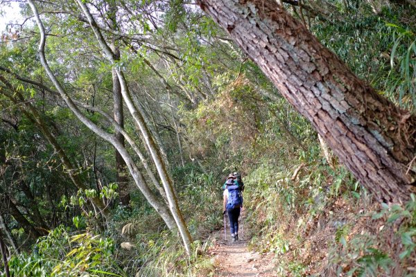 谷關七雄 | 東卯東南稜下松鶴1320701