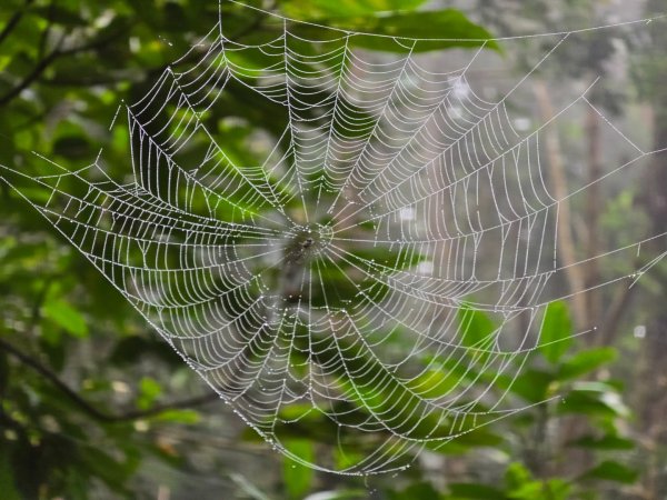 馬那邦山之雲海／雲瀑／楓紅／太陽琉璃光2668310