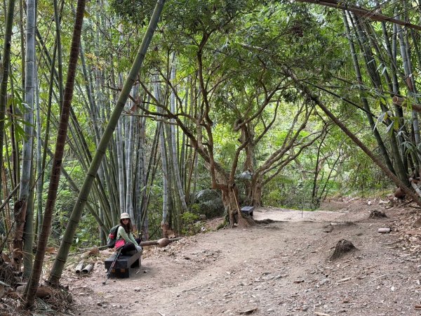 龍過脈森林步道2960932