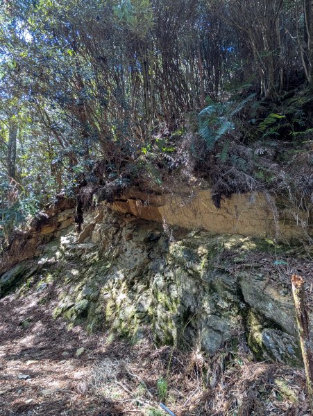 觀霧國家森林遊樂區和包場的榛山三角點2724182