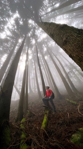 尋幽訪古遊走千年巨木和幻霧美森的樂山林道2882335