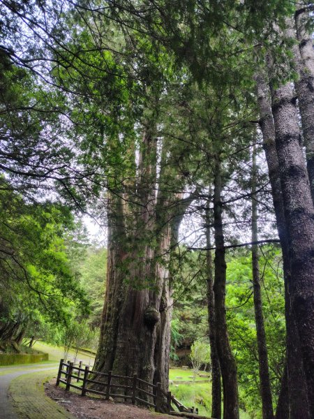 稍來小雪山國家步道、船型山、鞍馬山、鞍馬山東北峰、天池、雪山神木2799954