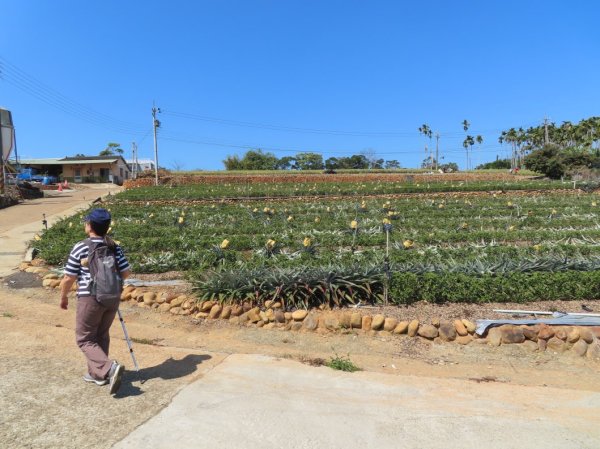 南投草尾嶺步道(賞血藤花)3031435