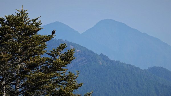 山行漫遊郡大林道上的清水金子郡大三美山1341631