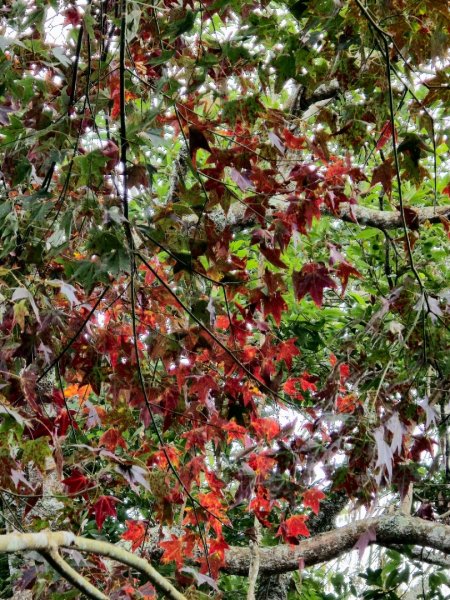 馬那邦山之雲海／雲瀑／楓紅／太陽琉璃光2668246