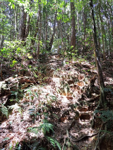 小出山(惠蓀林場上)202304162118312